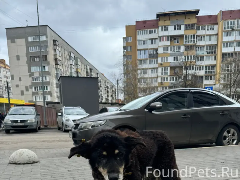 Найдена собака с чипом, ул. Темирязева