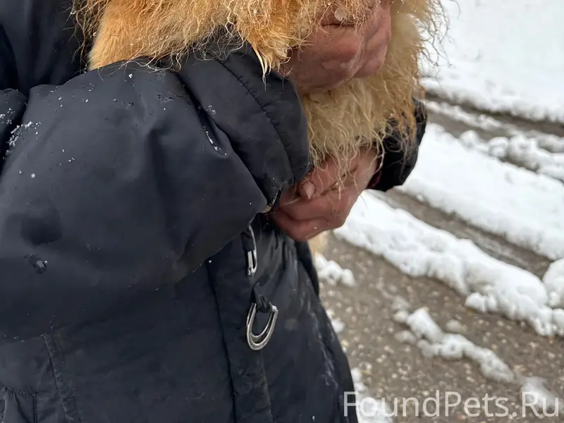 Пропала собака, около сада солнышко
