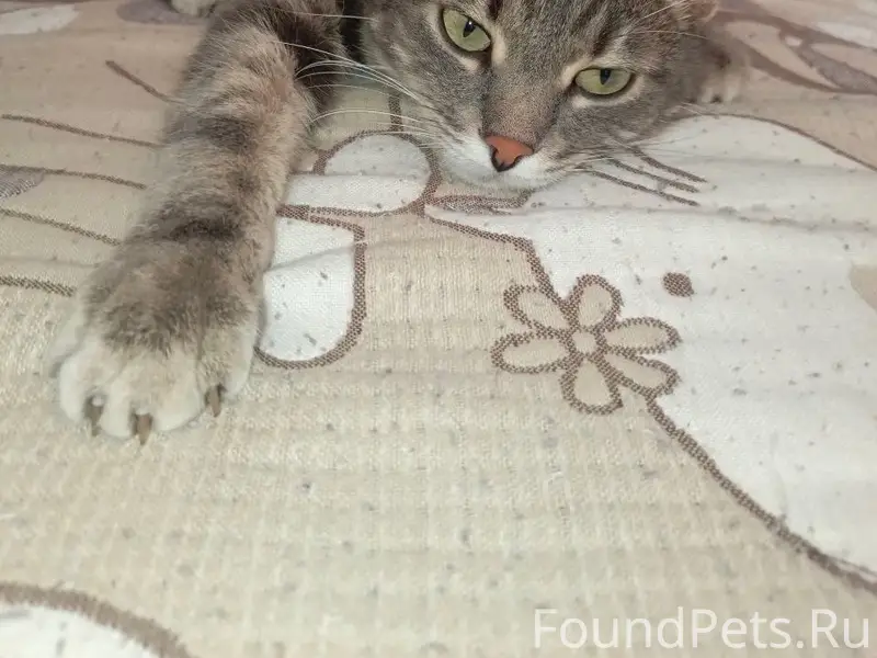 Пропал кот Герасим, район ул. Новая — Первомайская