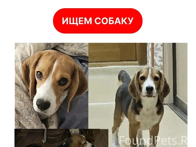 Пропала собака Стелла