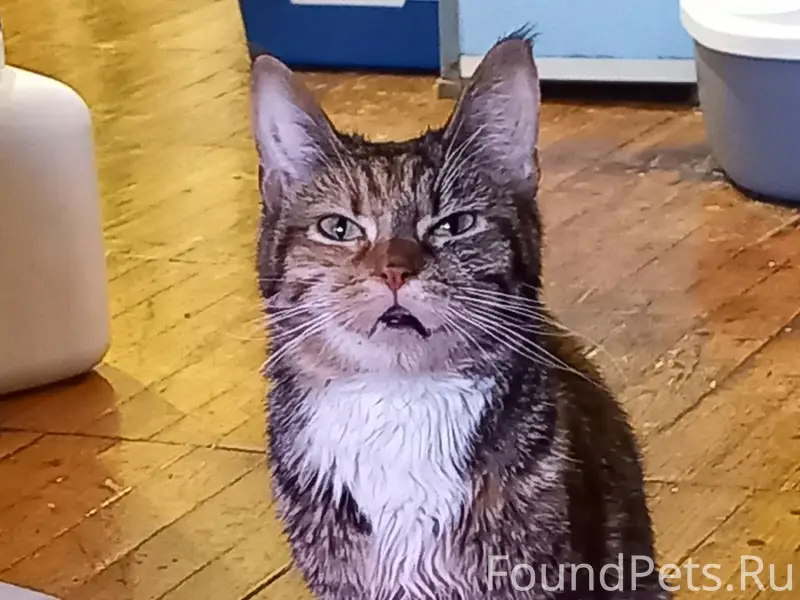 Найдена кошка, СНТ п. Аять