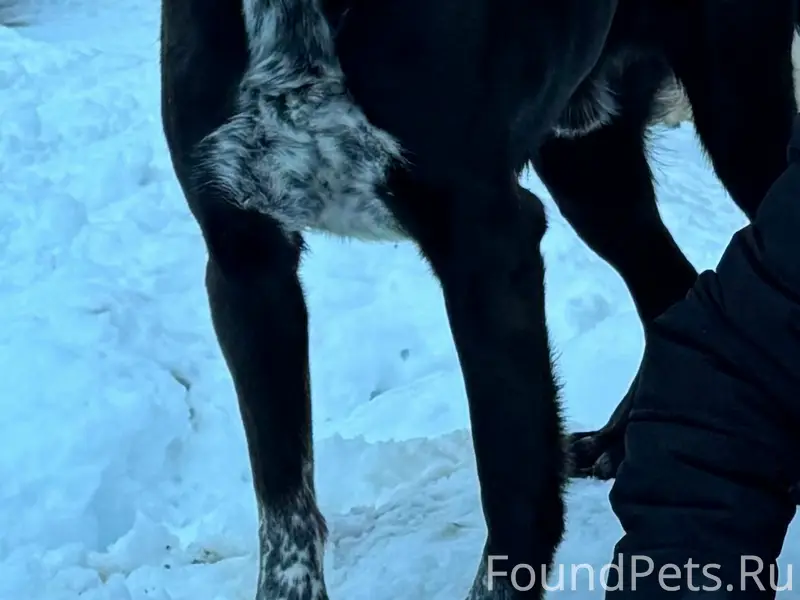 Пропал Бим, улица Западная