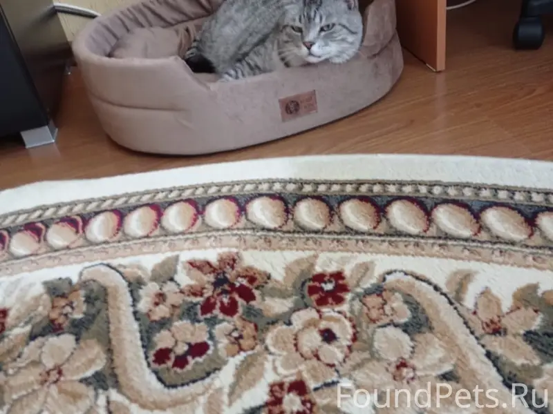 Пропал кот Василий, Поле чудес