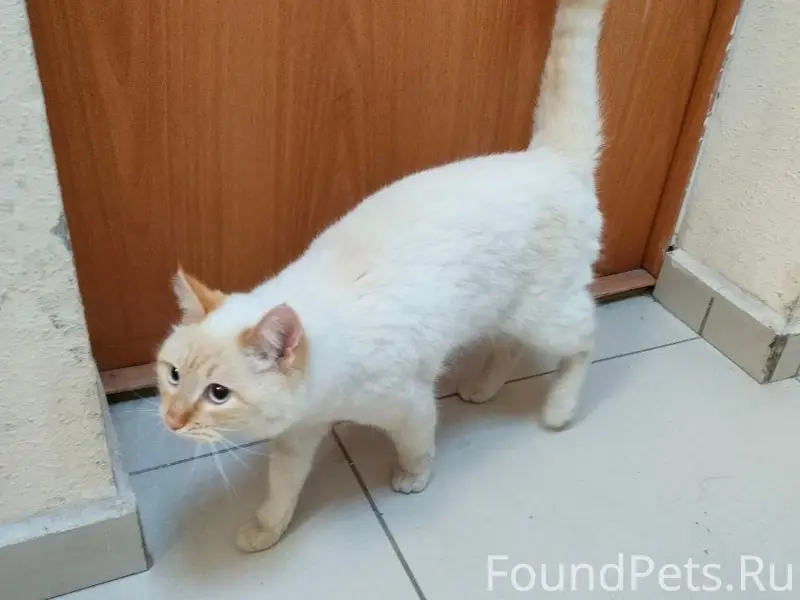 Найдена кошка, район автовокзал