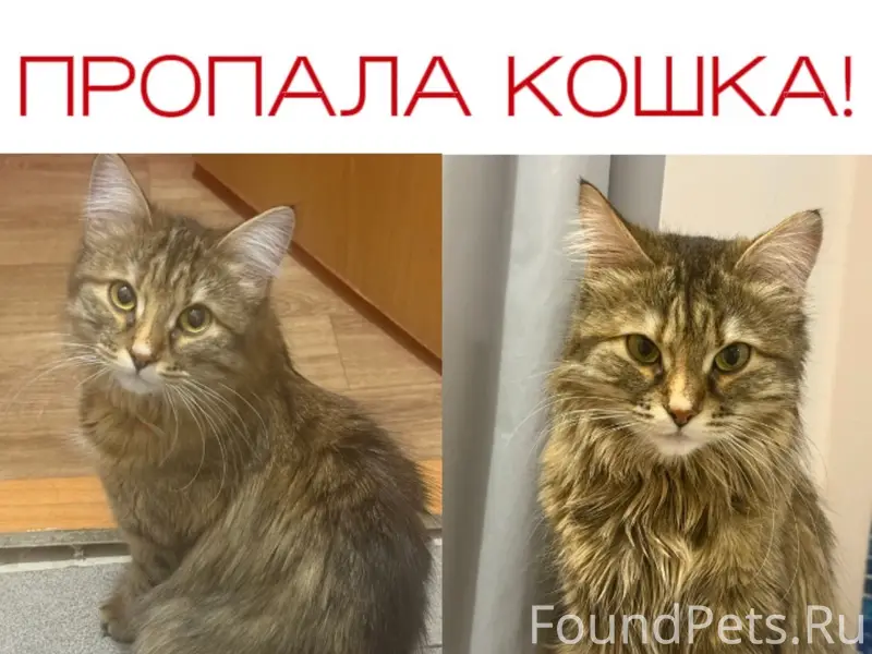 Пропала кошка, Мегион Суд-920
