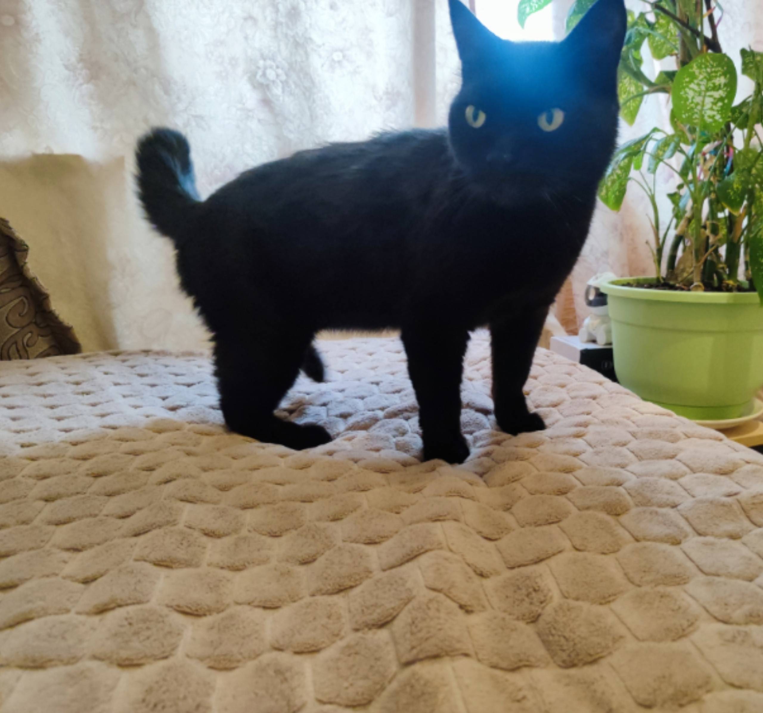 Найден чёрный кот с коротким хвостом