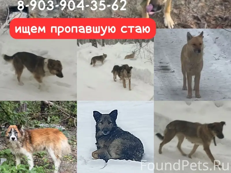 Пропавшие собаки, район Заельцовский лес-Динамо