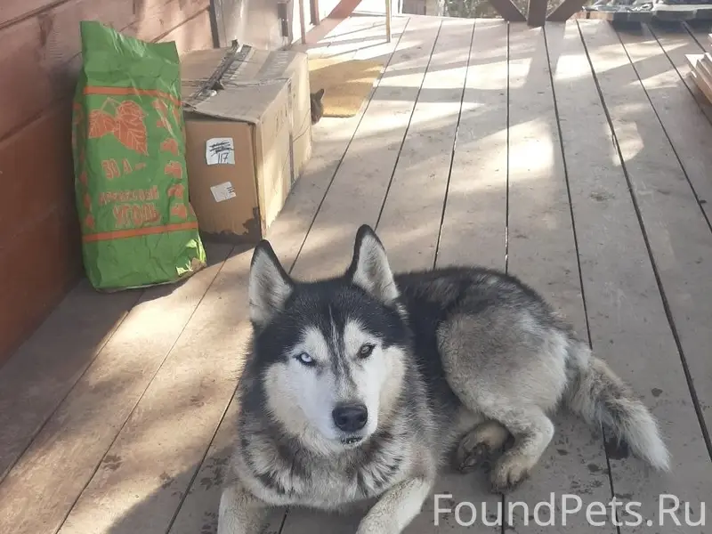 Пропала собака, предположительно из Маркова