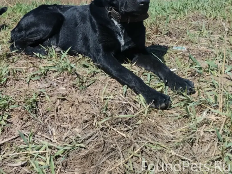 Пропал Лабрадор Малыш, г. Новотроицк