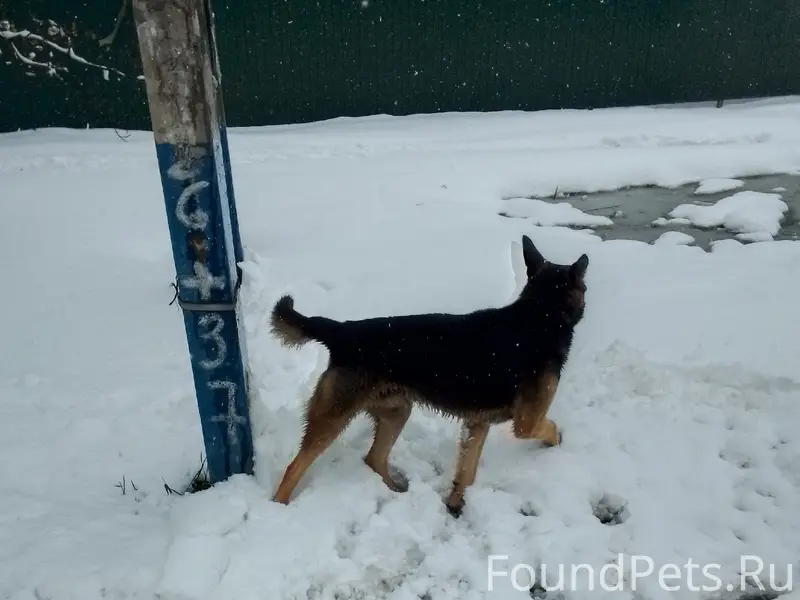 Пропал кобель, Андреевака, МО