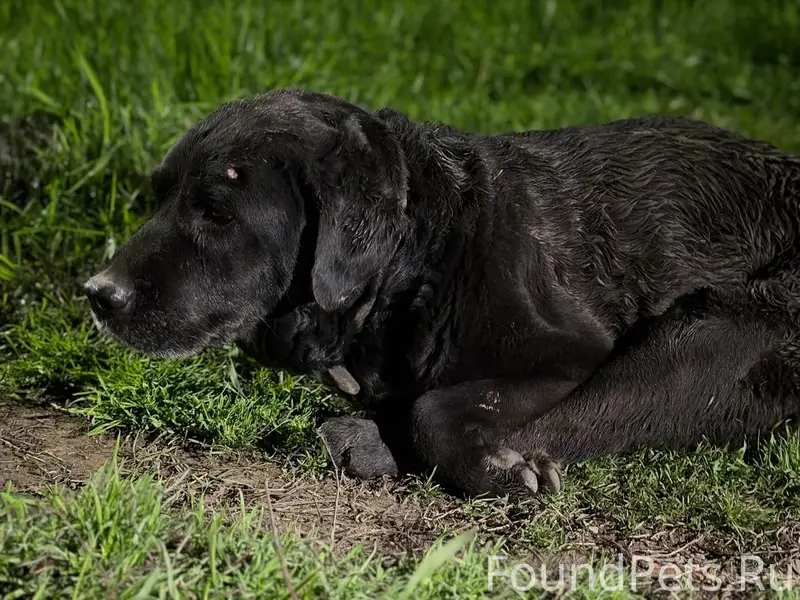 Найденная собака с ошейником, ищем хозяина