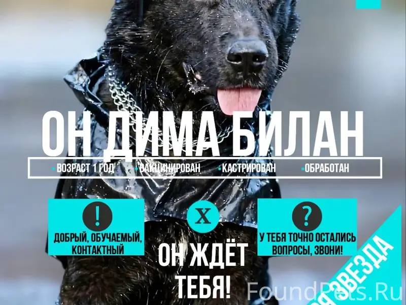 Пропал пёс Дима Билан, Геленджик