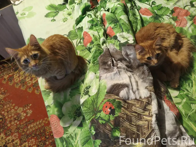 Пропал рыжий кот, район 15 школы