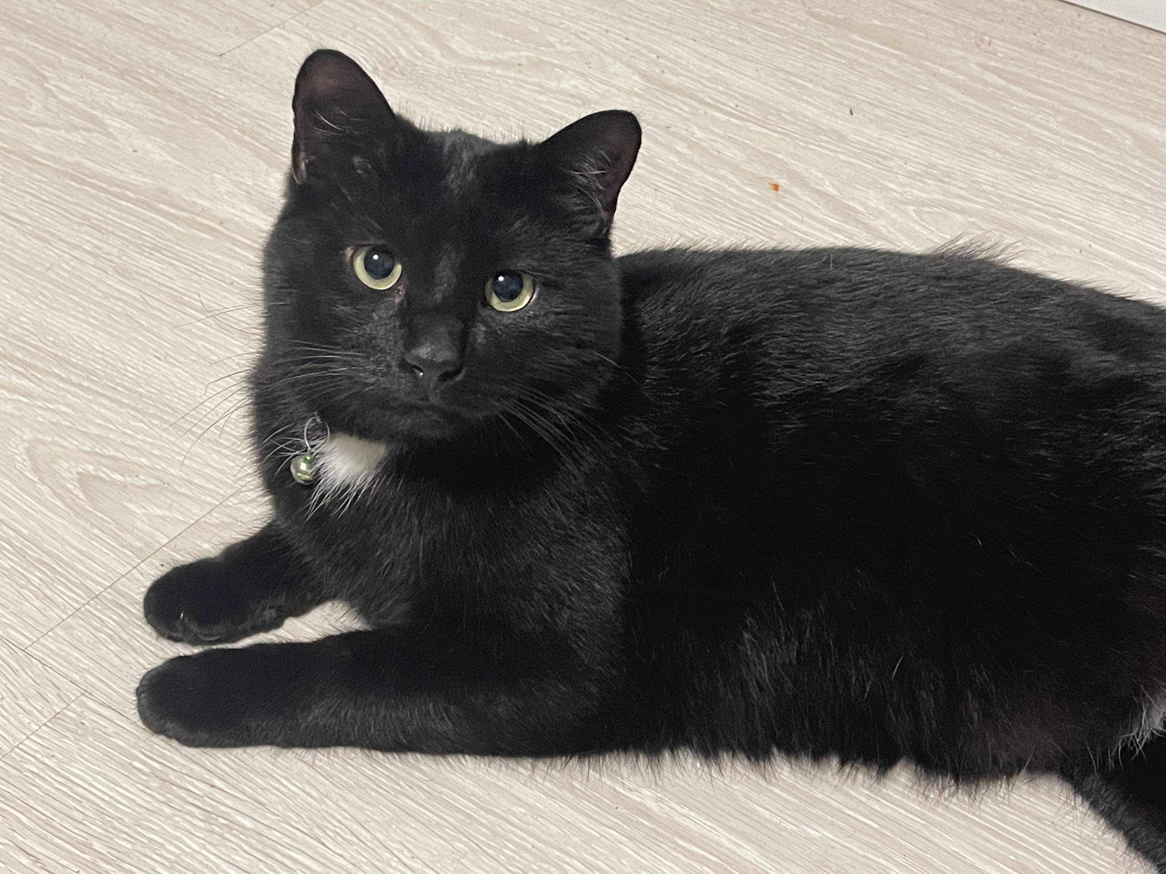 Пропал черный кот Кузя