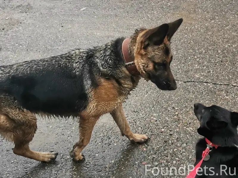 Найдена овчарка, Комиссарова 4 - 6