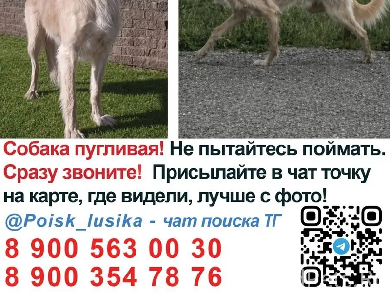 Пропала борзая, Калининград и область