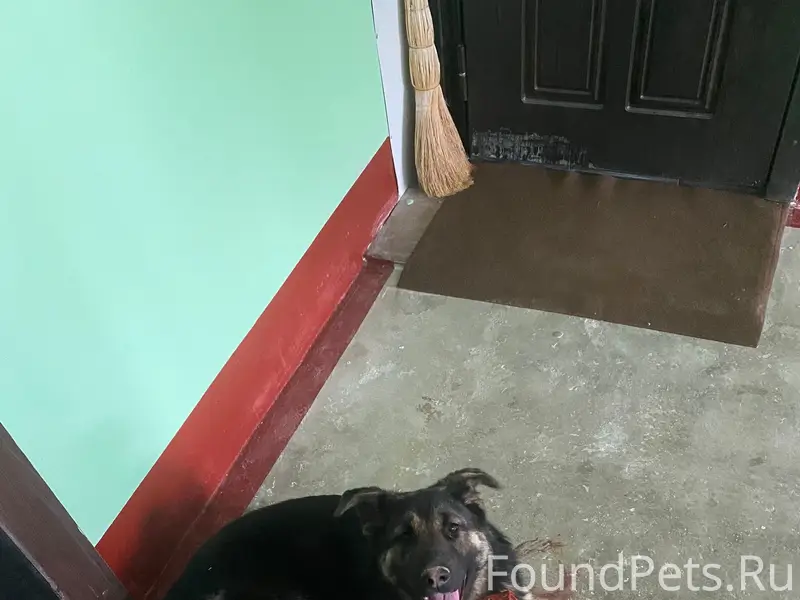 Пропала собака, м. Русиново, Калужская область