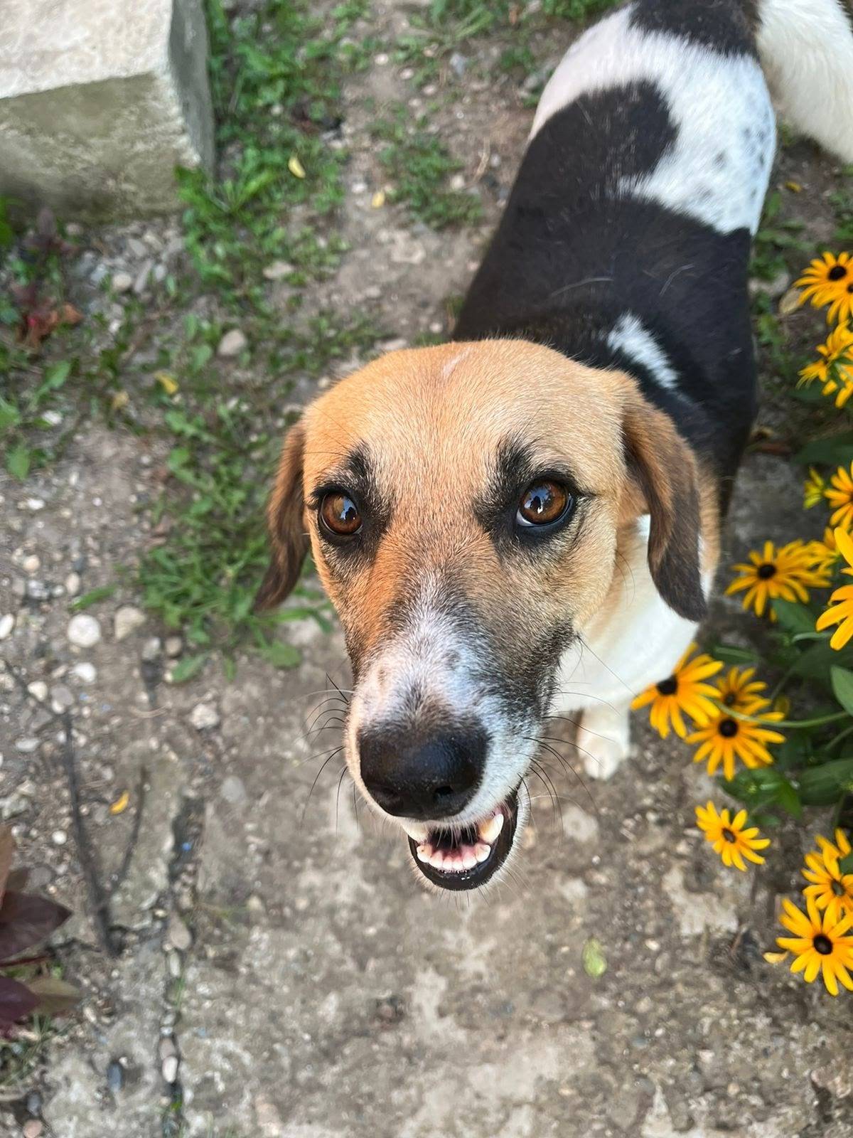 Пропала собака Мира, Хадыженск