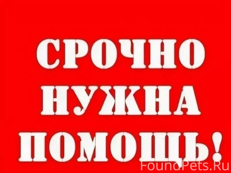 Пропал пёс Тихон, Уфа