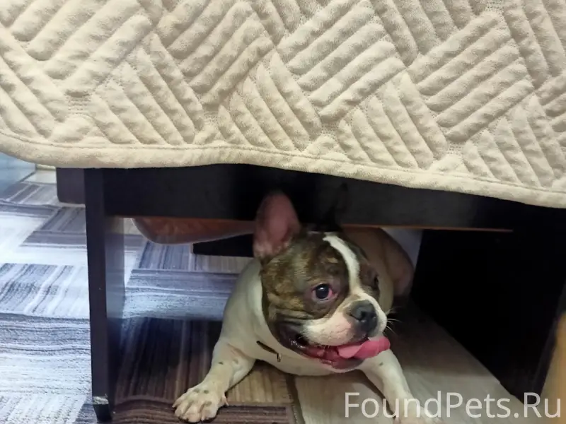 Пропал Элвин, деревня Чернятино/Схт