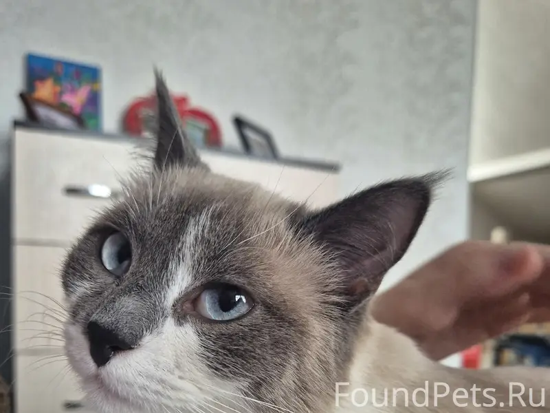 Пропали кошка и кот, район Ленинского парка