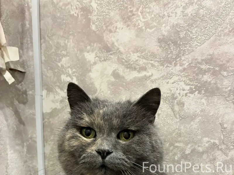 Пропала кошка Муся, Заполотье (Полоцк)