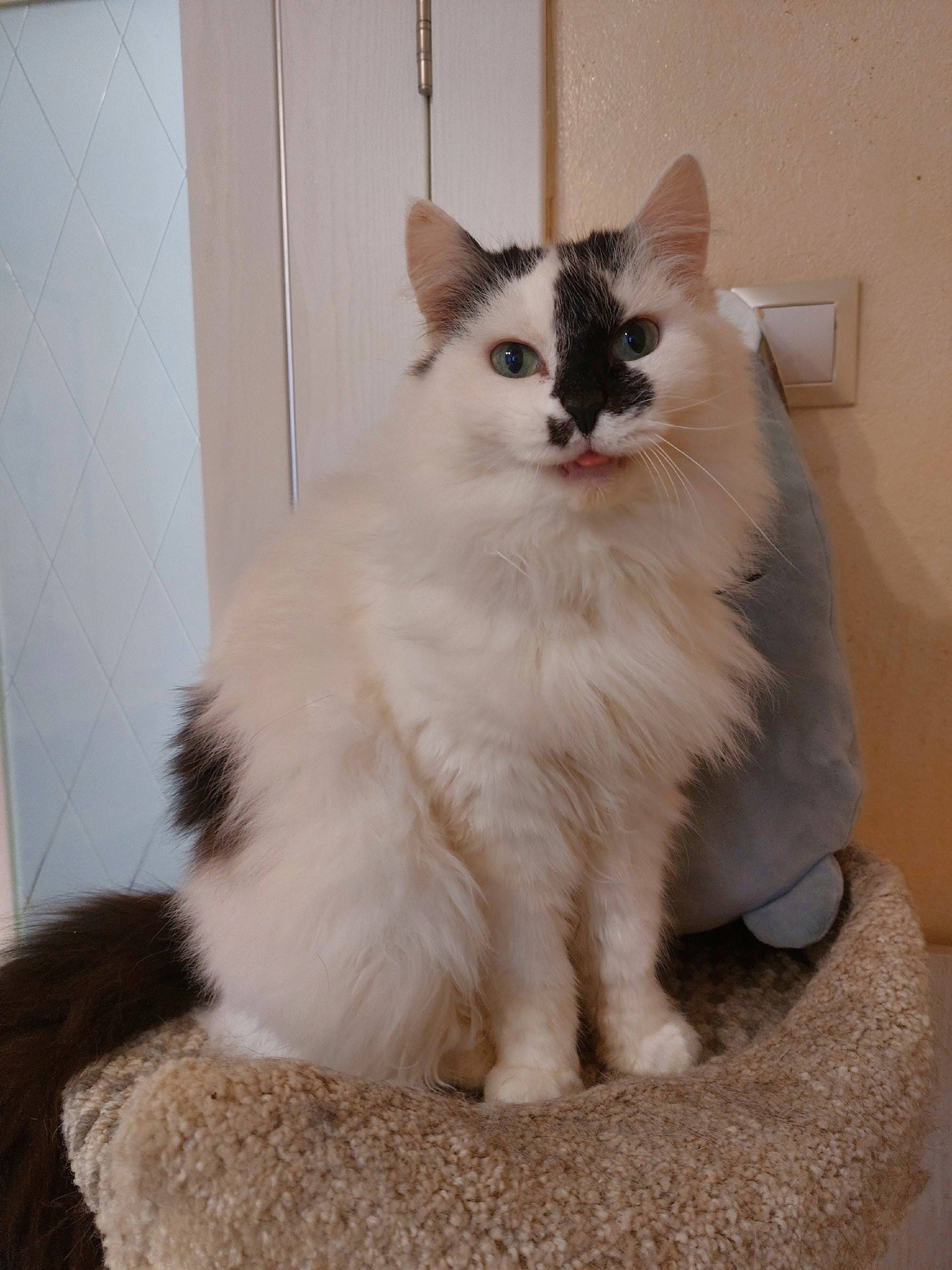 Найдена кошка Холли, Уфа