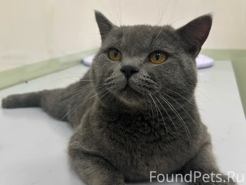 Найден британец, центр