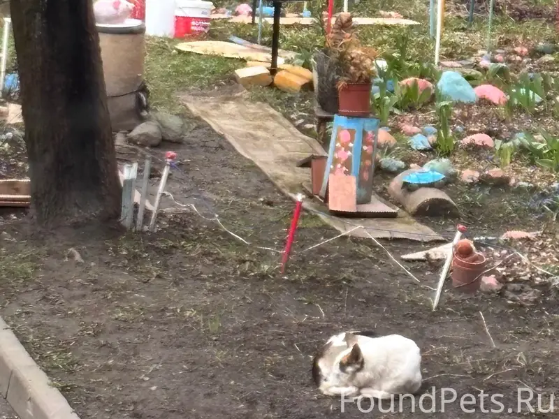 Найден пёс, хромает, улица Красной звезды