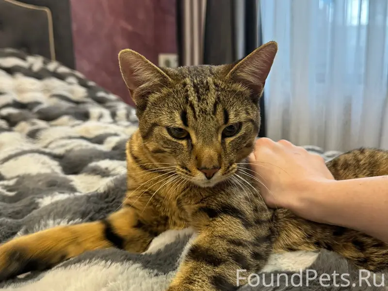Найден кот, Калининский район