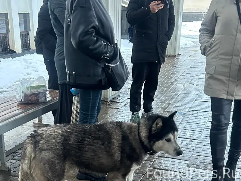 Пропала Хаски, Автостанция Сергиев Посад