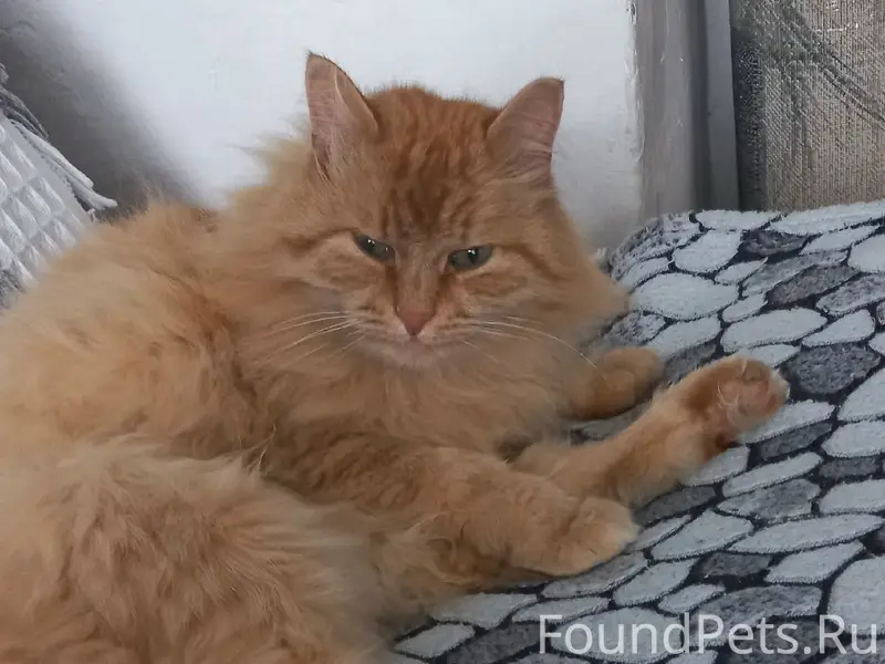 Пропал кот, район Рельсовой 88