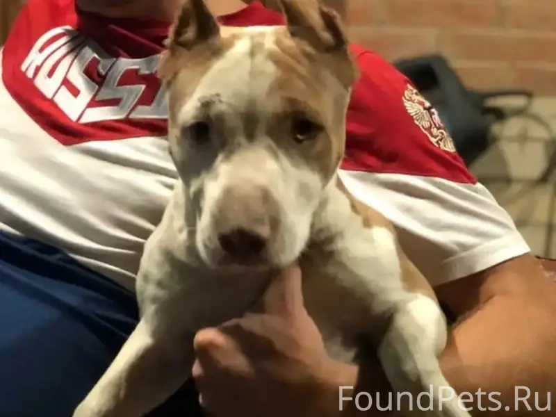 Пропал стафф Джеф, Пашковка