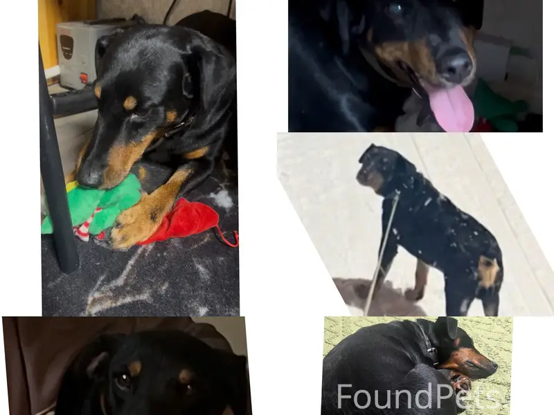 Пропал терьер Тима, лес