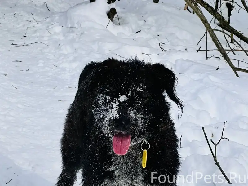 Пропала собака Золя