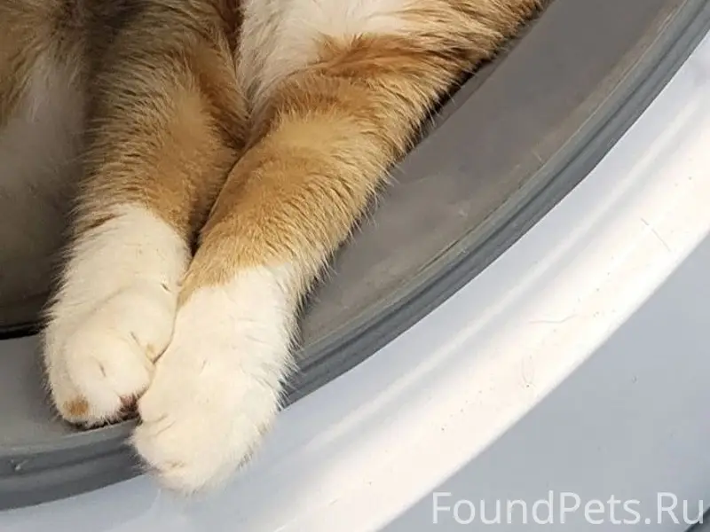 Пропал кот Орион, ул. Тараса Шевченко