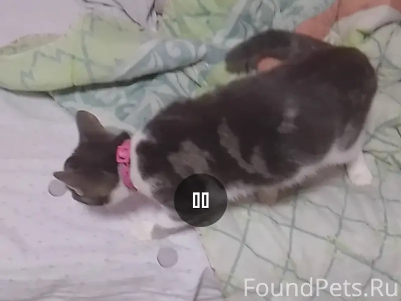 Пропала кошка, Симферополь, улица Зуйская