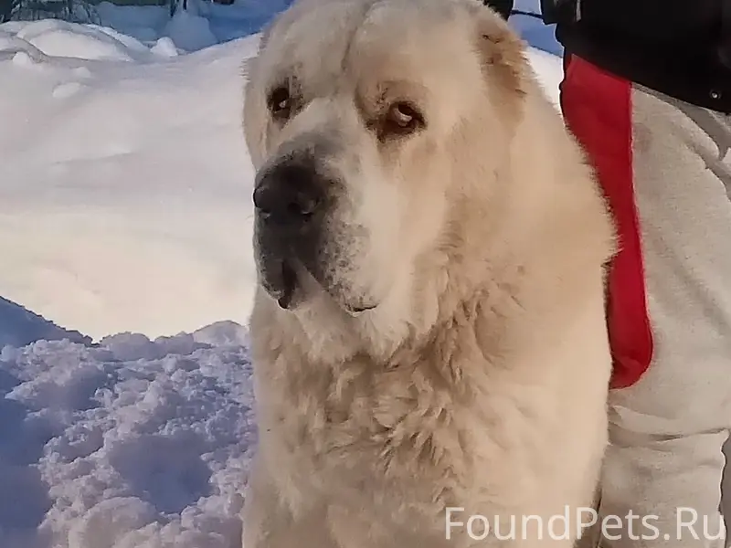 Пропал Барон, район 8 школы
