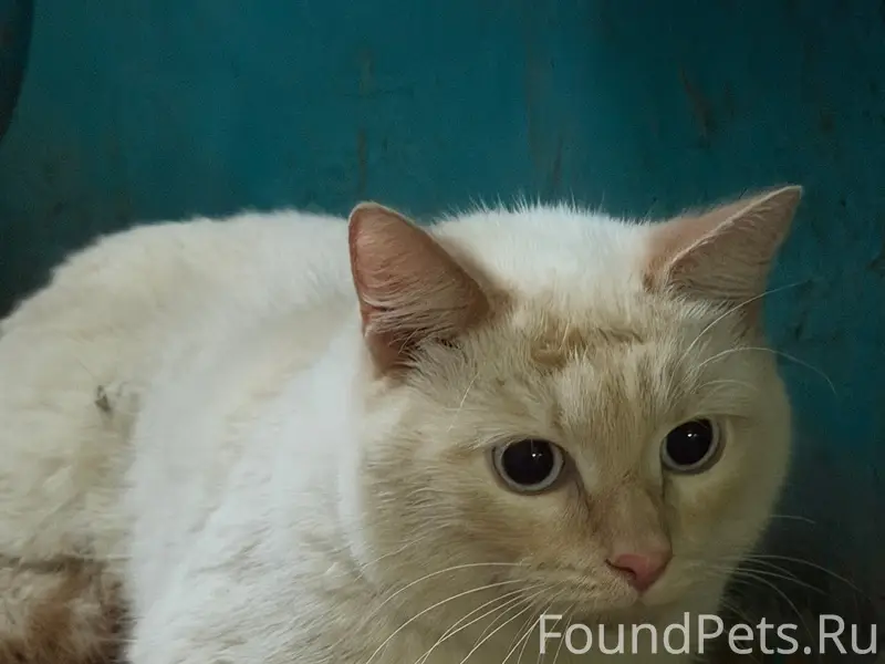 Найдена кошка, мкр. Черемошники