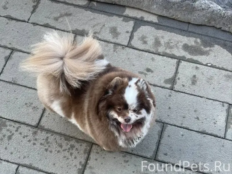 Пропал шпиц Ричи, Люберцы