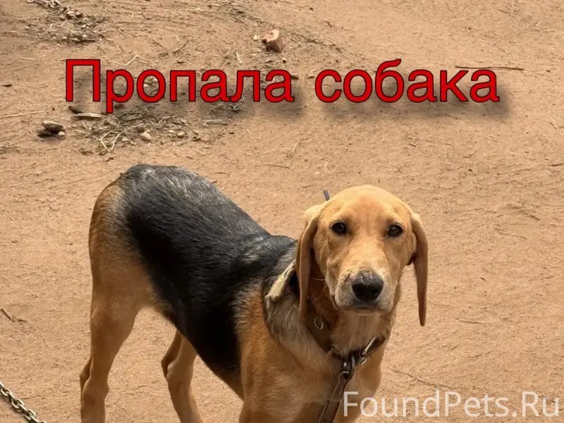Пропала собака Пальма, деревня Бобровец