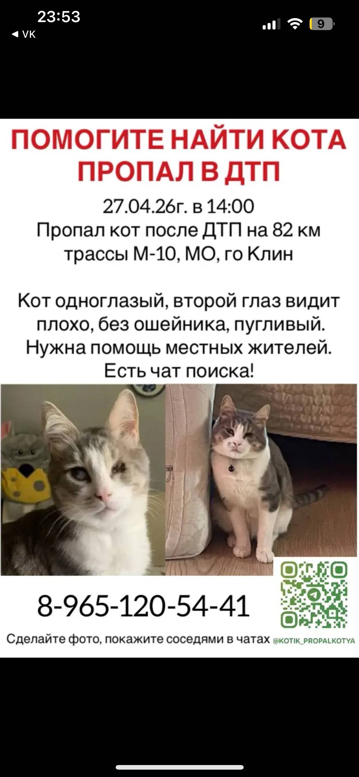 Пропал кот, Московская область, г. Клин