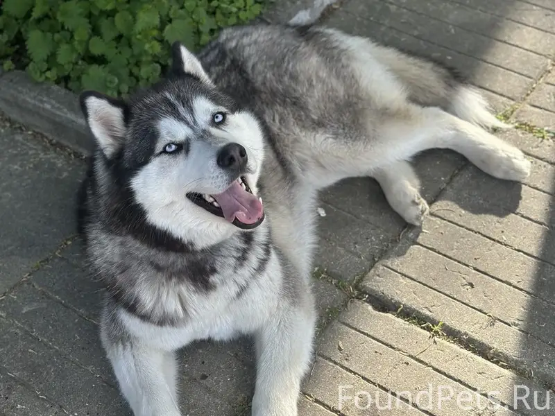 Пропала собака хаски Миша 