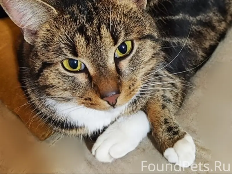 Пропал котик Потап. Город  Раменское.