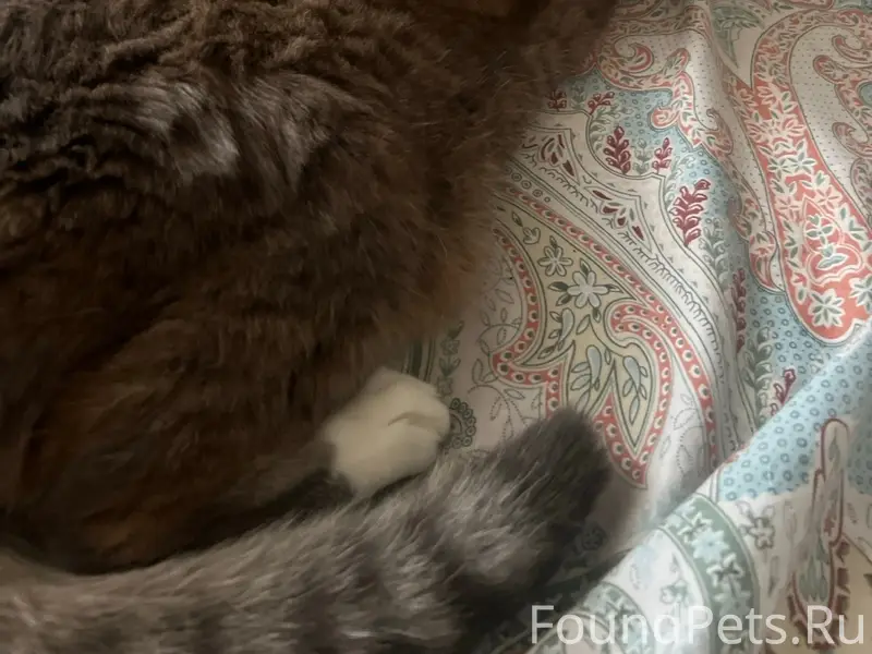 Пропал кот, Сабурова