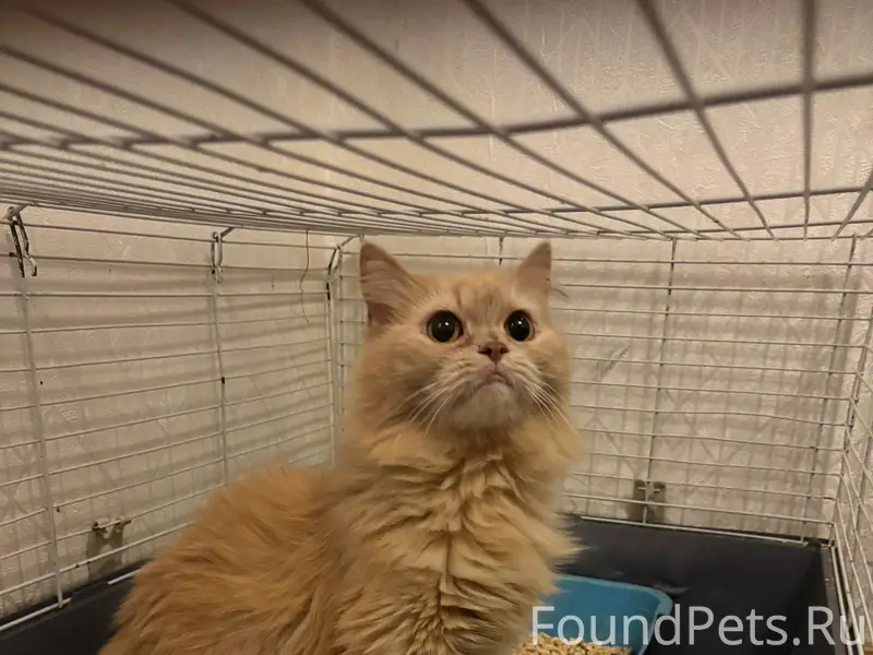 Найдена кошка, Санкт-Петербург