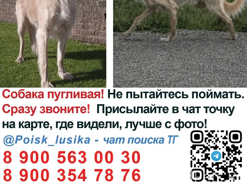 Пропала борзая, Калининградская область