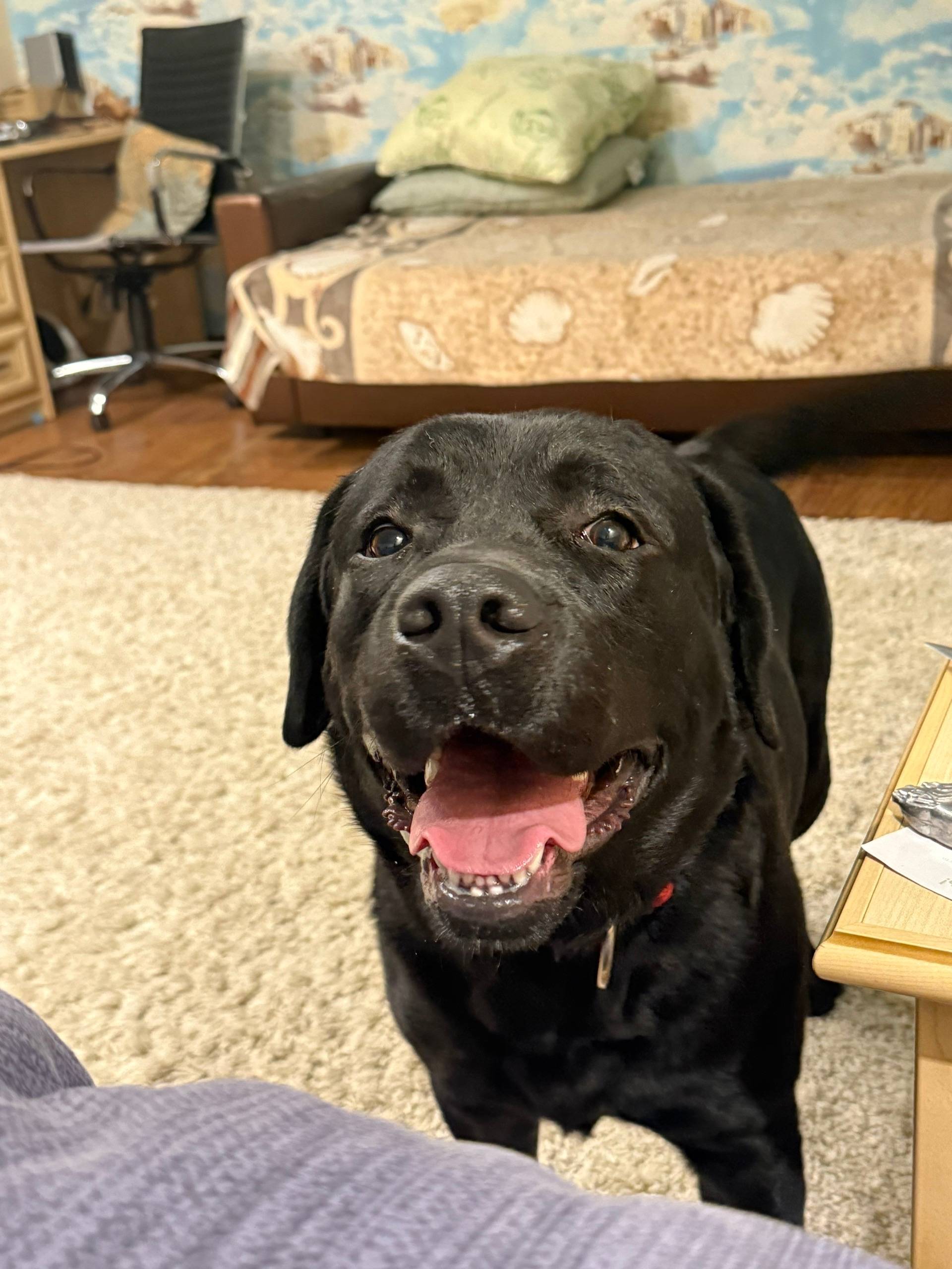 Пропал лабрадор Бумер, Заволжский район