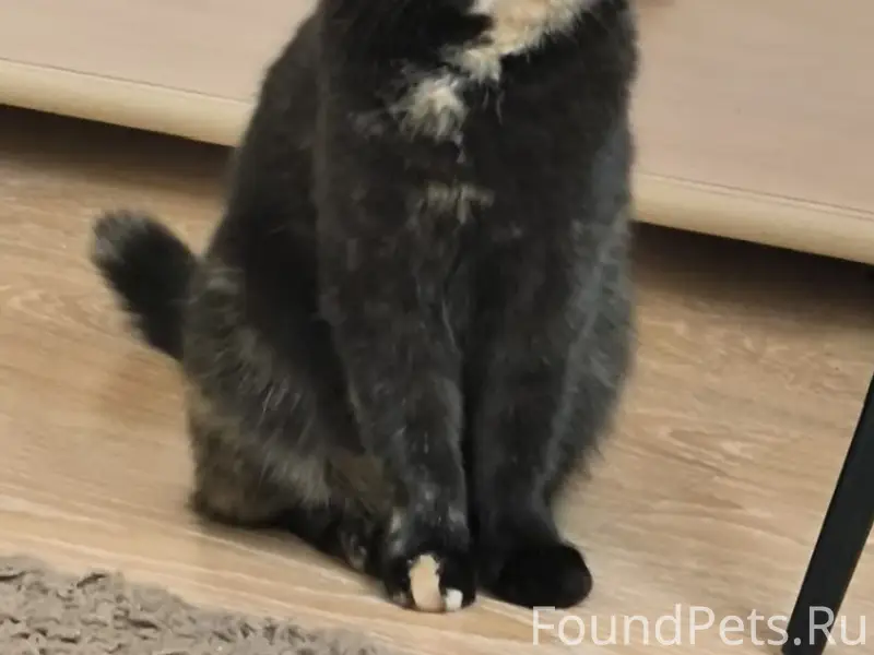 Пропала кошка, район ул. Кирова