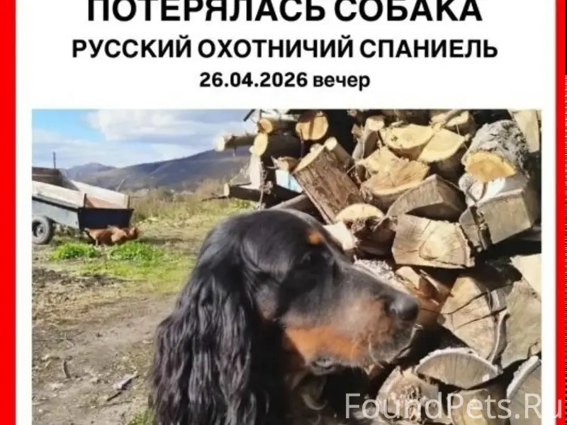 Пропал русский охотничий спаниель Айрон, Энергетиков, 39